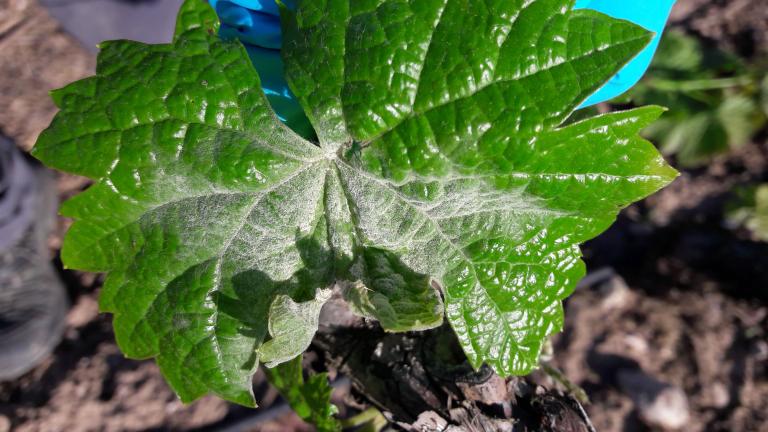 Hoja verde con manchas blancas de mildiu sobre tierra en un huerto