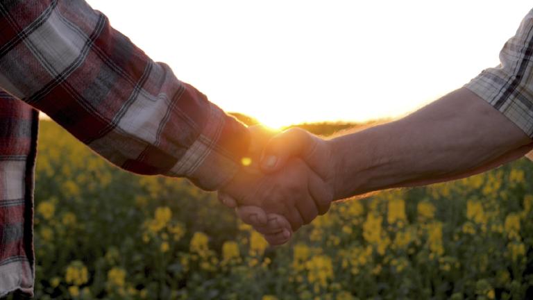 Dos personas se toman de la mano al atardecer en un campo de flores amarillas.