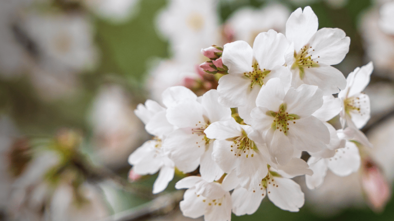 banner2-cerezas.png