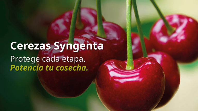 banner_syngenta.png