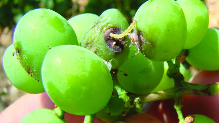 Larva de lobesia botrana alimentándose dentro de una baya de uva verde, con perforación visible en el racimo