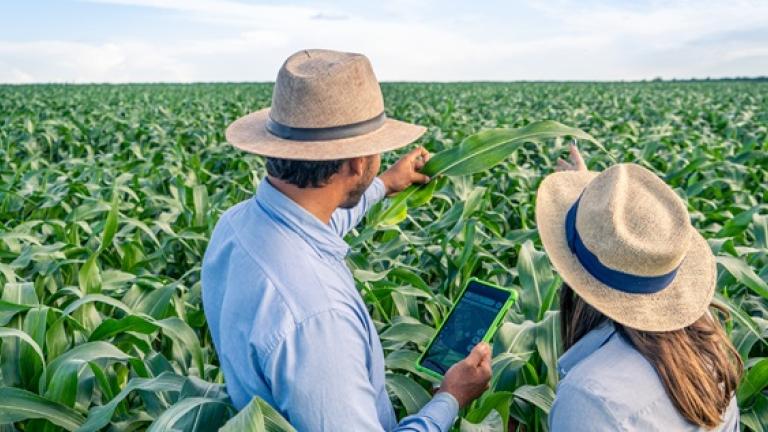 Agricultor y agricultora con tablet revisan cultivo verde bajo cielo azul