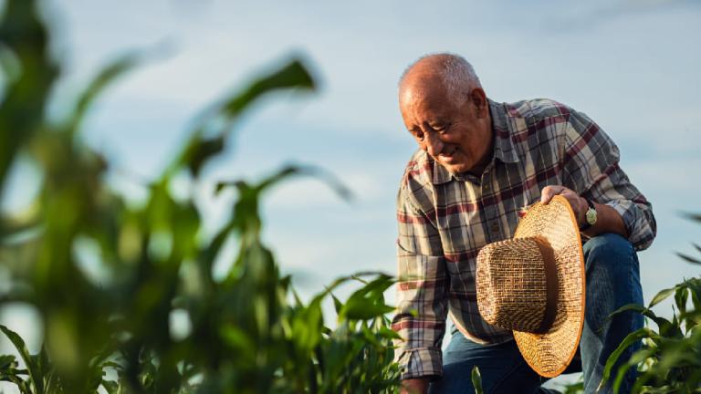 Hombre con sombrero de paja trabajando en un campo de maíz al atardecer.