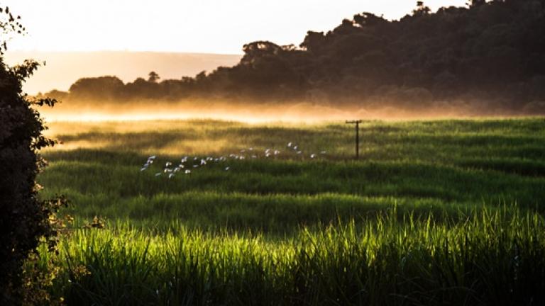 Pradera verde al amanecer con niebla dorada y árboles al fondo