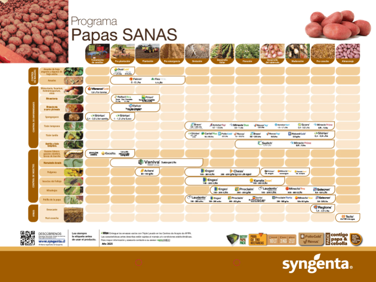 Gráfico con calendario de cultivo de papas sanas y logotipo de Syngenta.