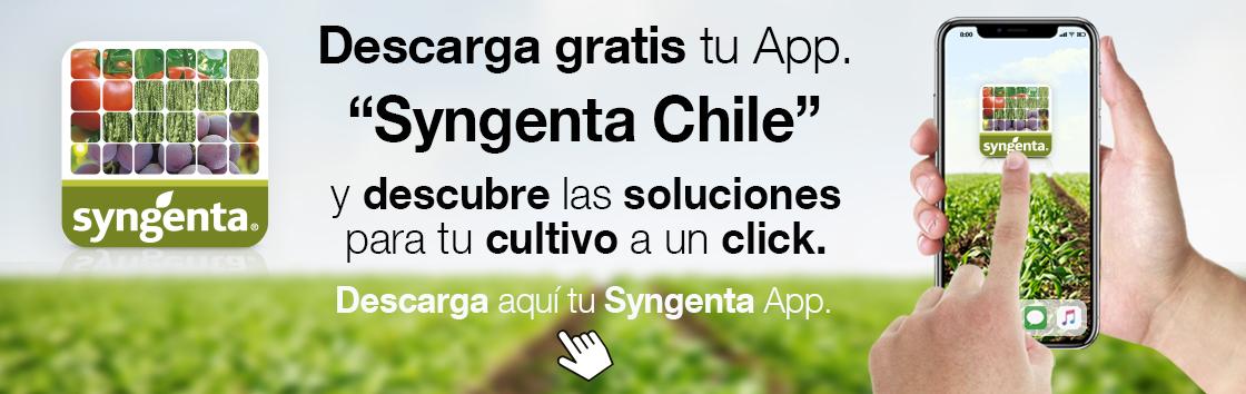 Lanzamiento App syngenta