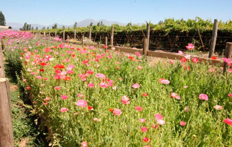 La floración de la biodiversidad