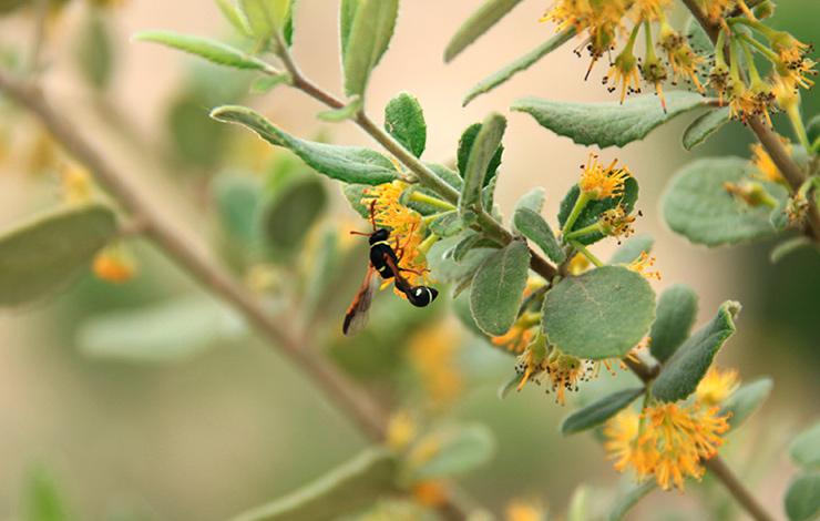 portada valor aporte Pollinator