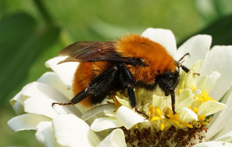 Buscan mejorar la polinización a partir de la incorporación de especies florales