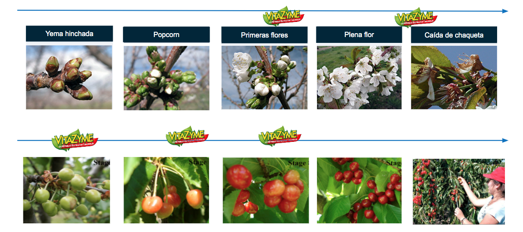 Vitazyme Cerezos Syngenta