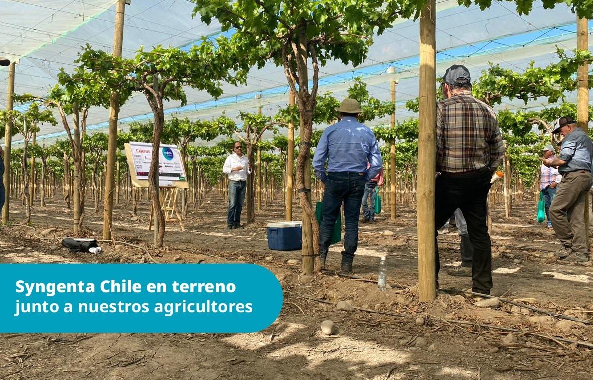 Noticia Syngenta