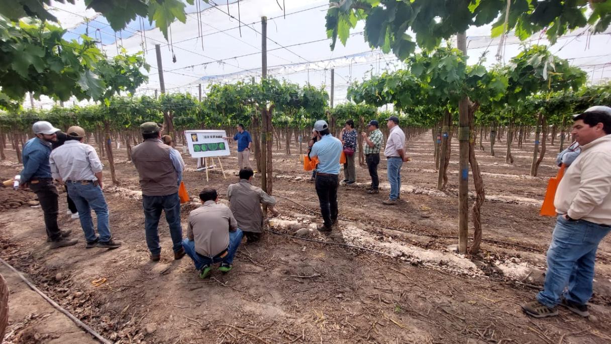 Noticia Syngenta