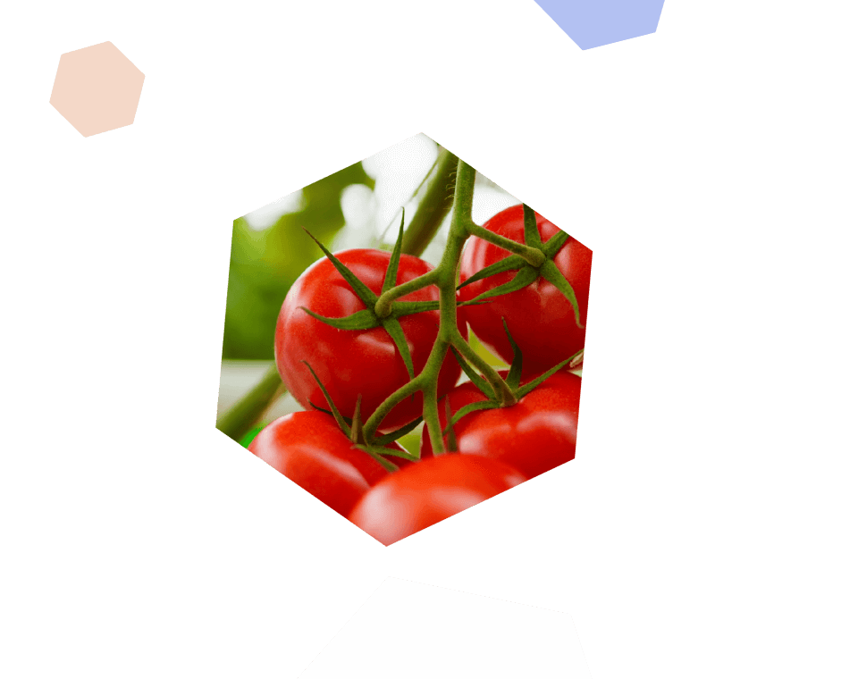 Syngenta | VANIVA® | tomate formulario Vaniva