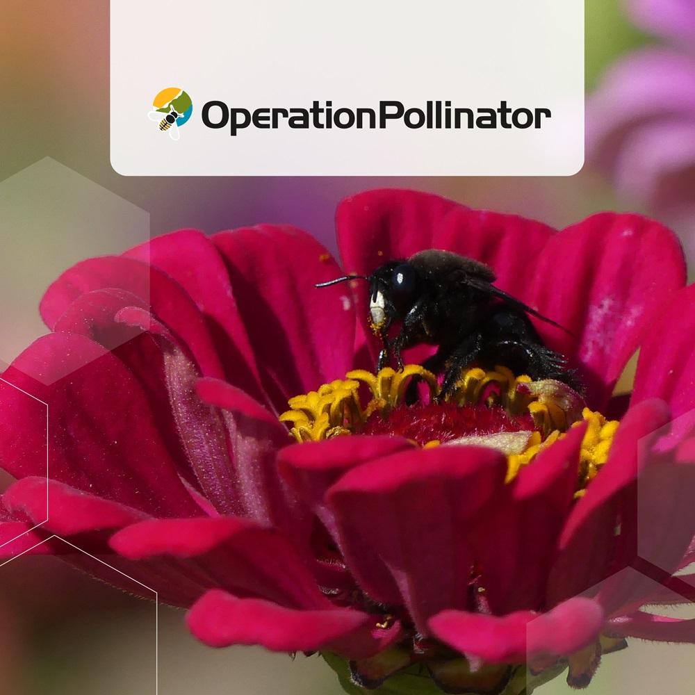 Operation Pollinator