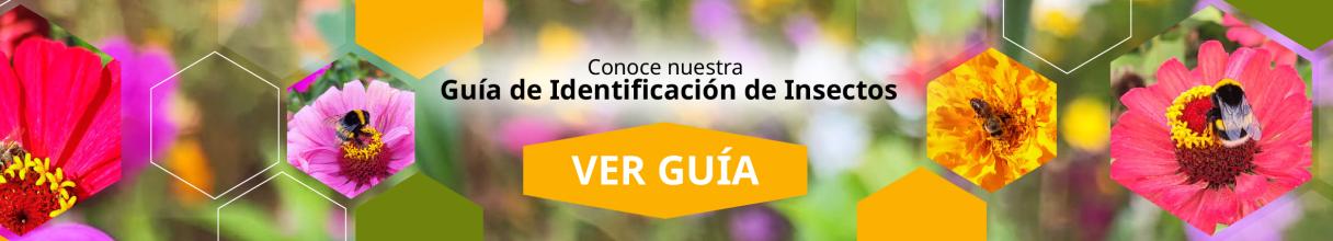 ver_guia.jpg